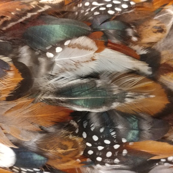 birdlady333